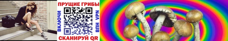 ОМГ ОМГ ТОР  Алушта  Галлюциногенные грибы Psilocybine cubensis 